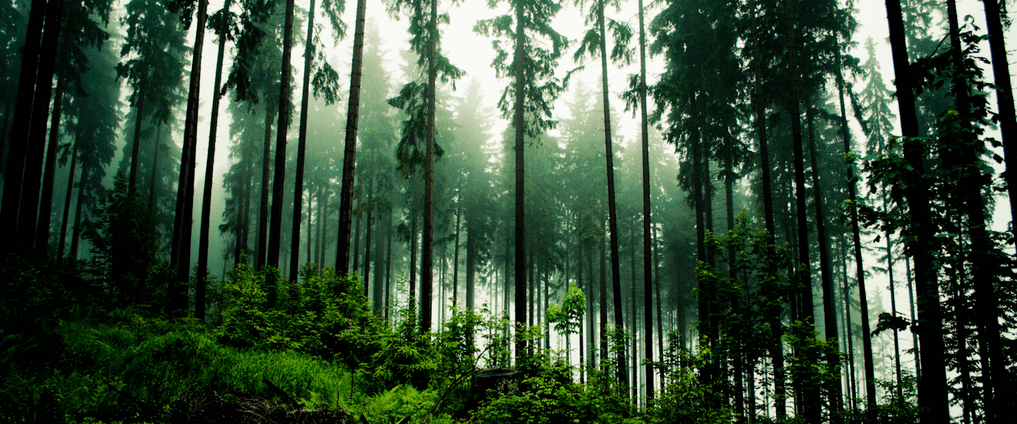 Lena Lighting  wspólnie ocalamy lasy